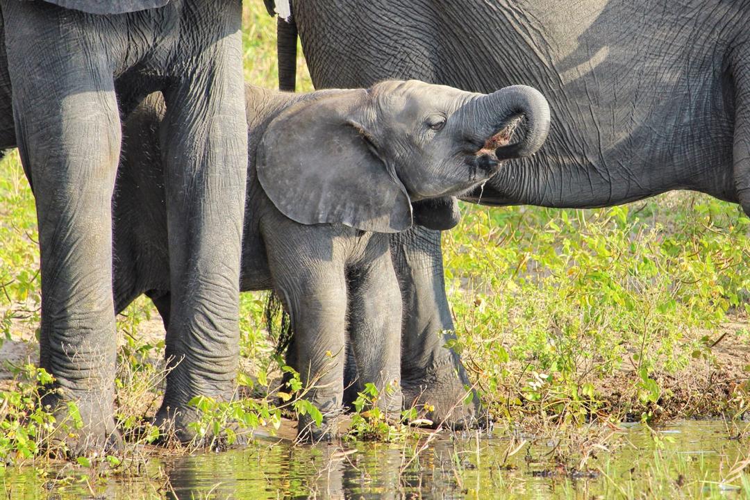 16 Day Safari