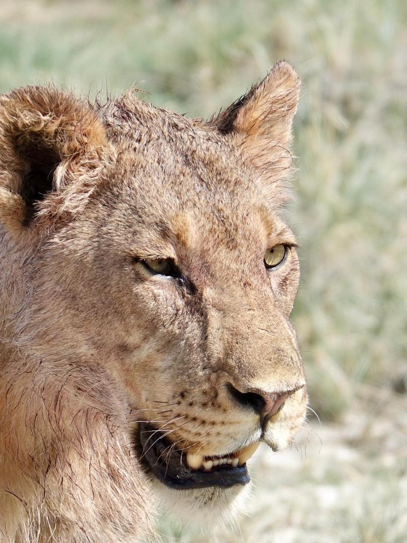 Lioness