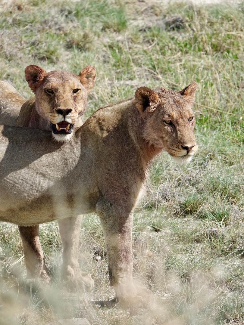 Lioness in sun