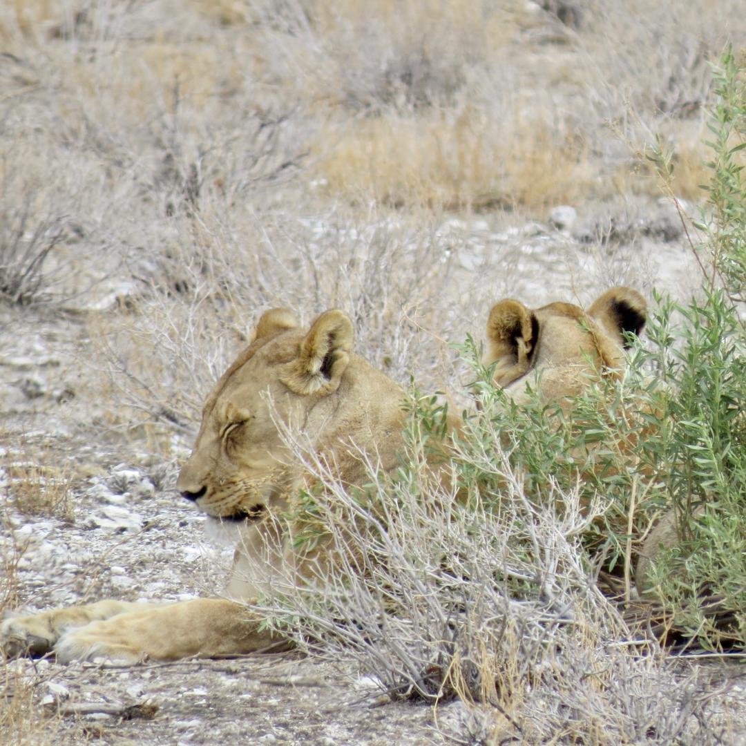 Lioness
