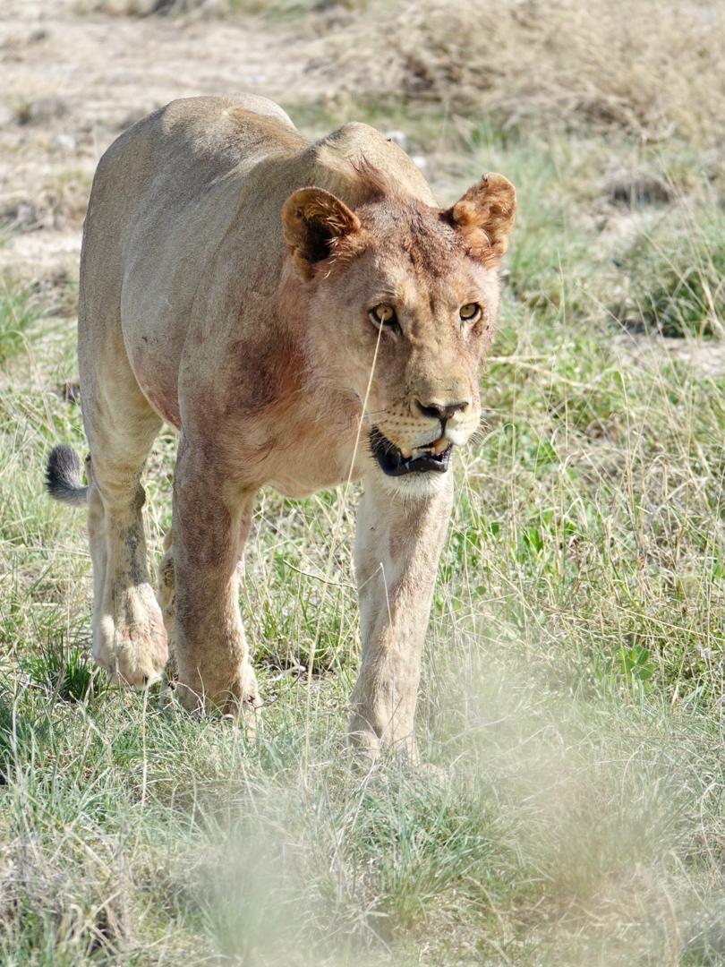 Lioness