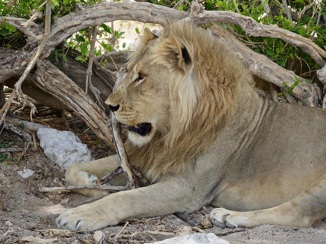 Lion