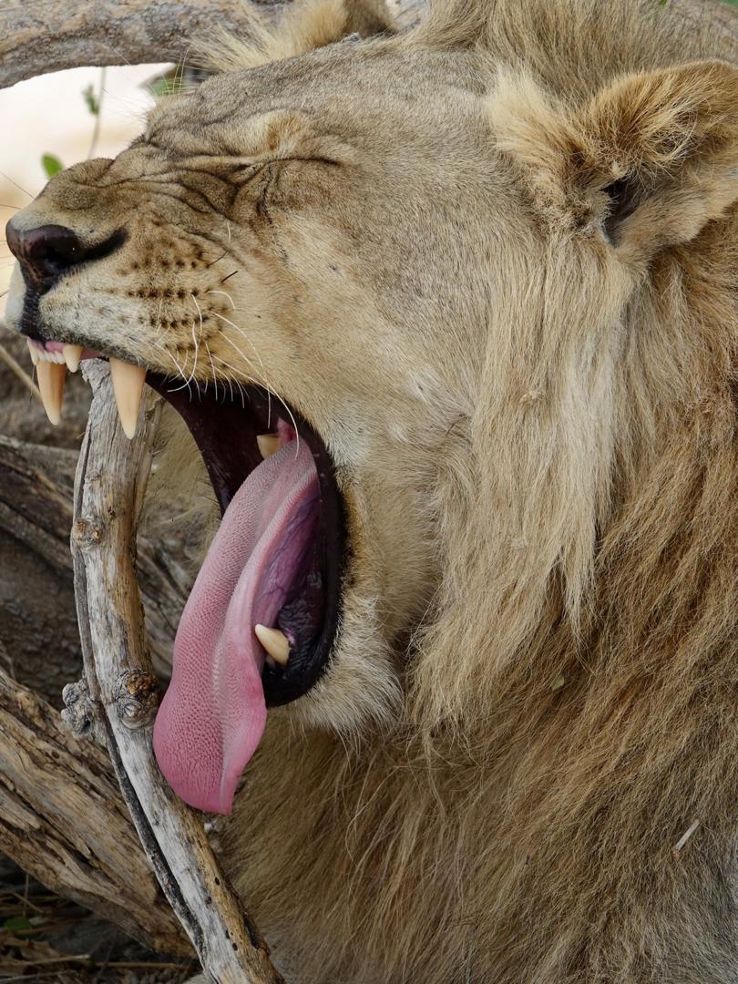 Lion